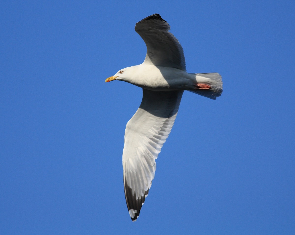 Herring Gull - Joseph Bieksza