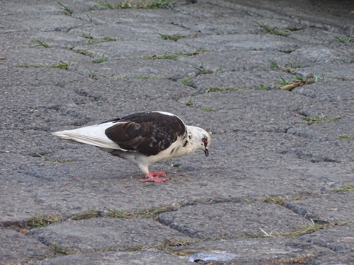 Rock Pigeon (Feral Pigeon) - Alfonso Auerbach