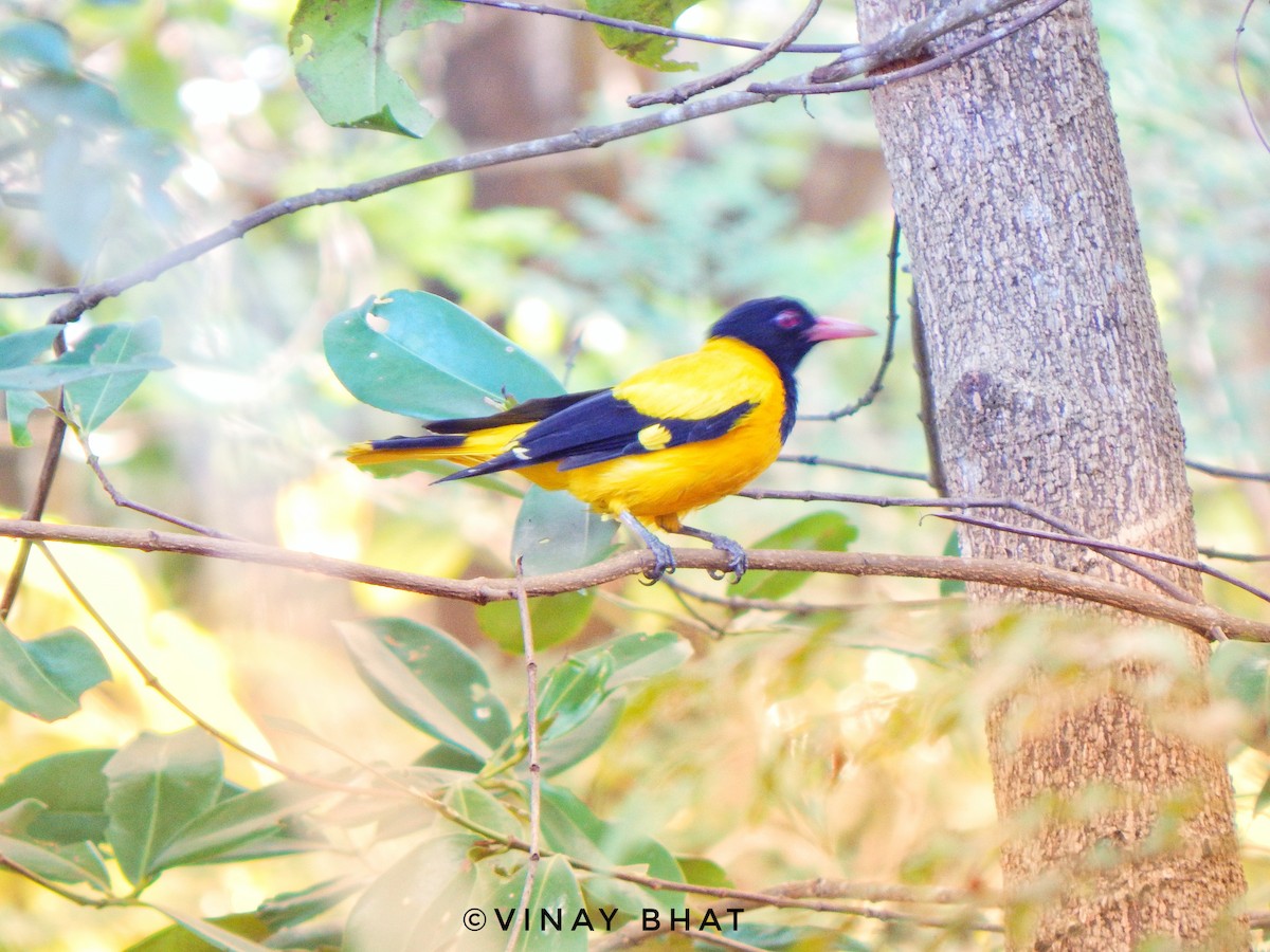 Black-hooded Oriole - Vinay K L