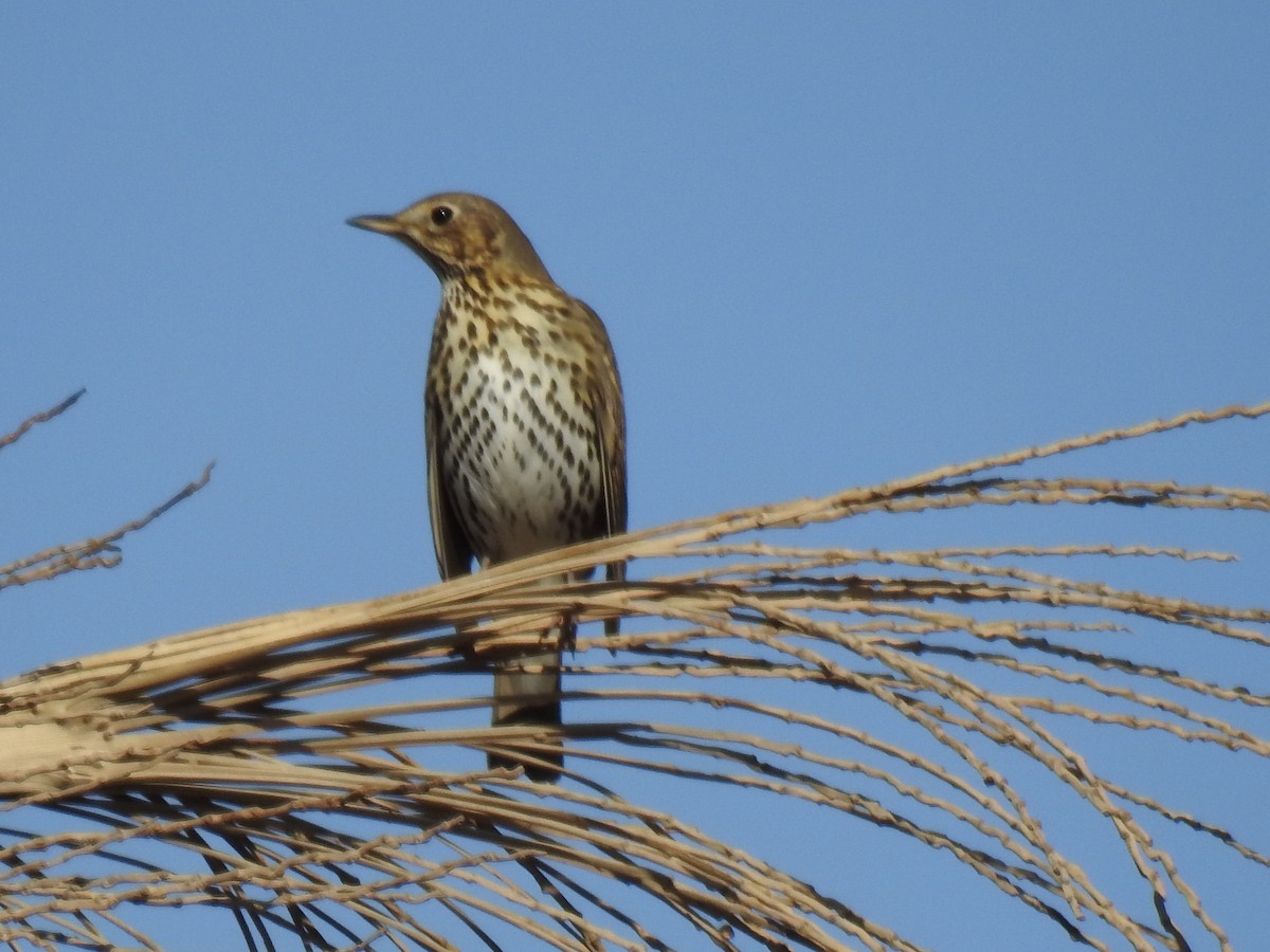 Song Thrush - Irvin Calicut