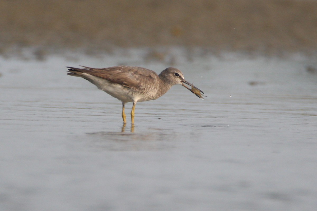 Gray-tailed Tattler - ML76090061