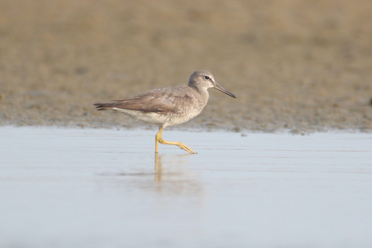 Gray-tailed Tattler - ML76090071