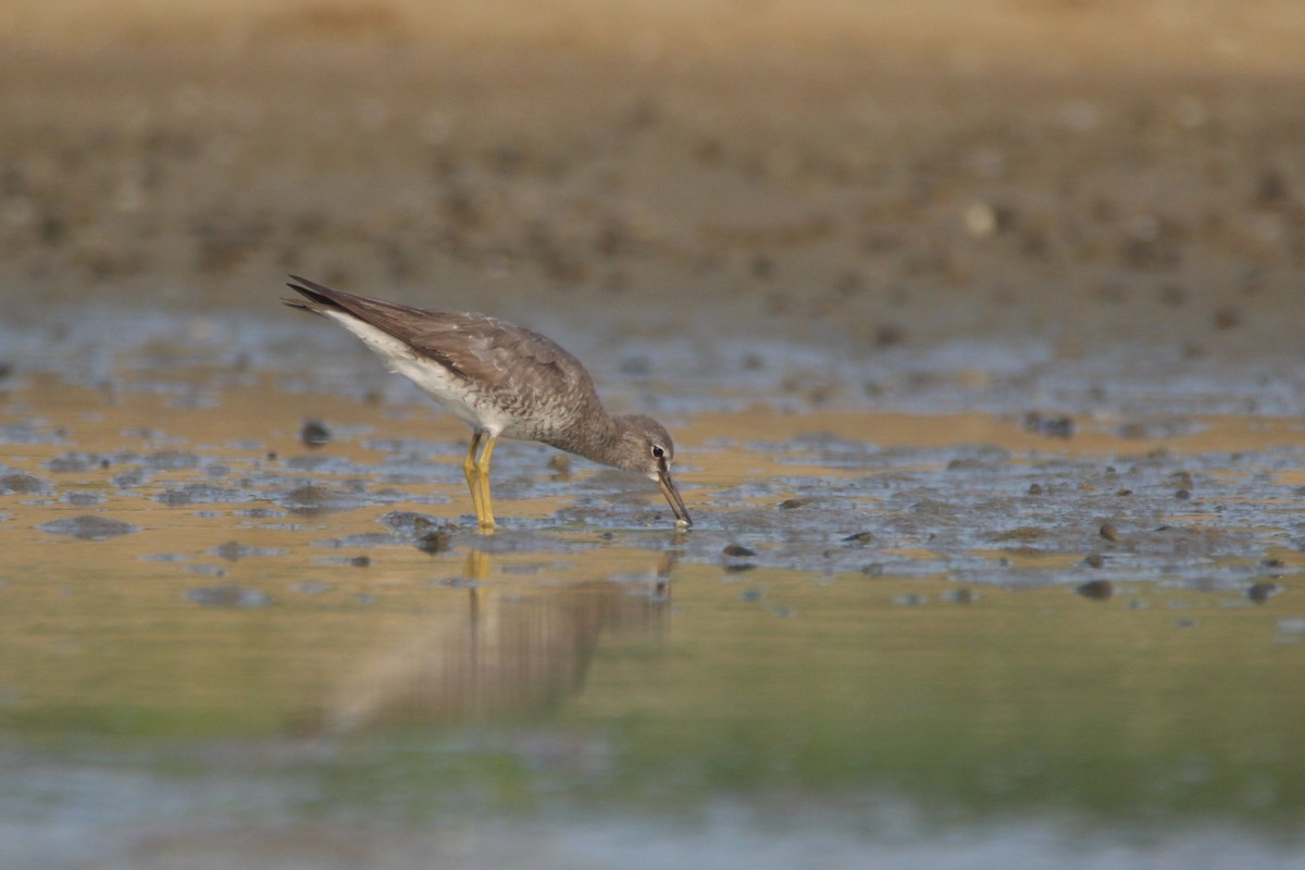 Grauschwanz-Wasserläufer - ML76090111