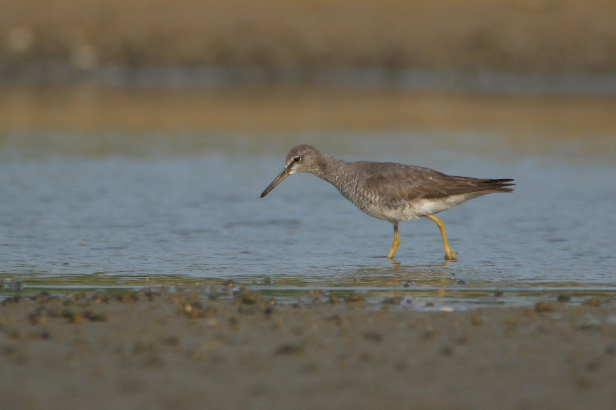 Gray-tailed Tattler - ML76090121