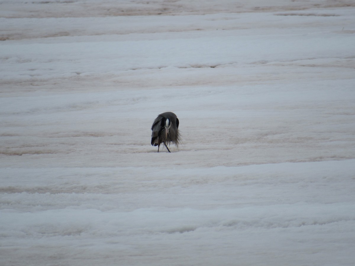 Great Blue Heron - ML76090231