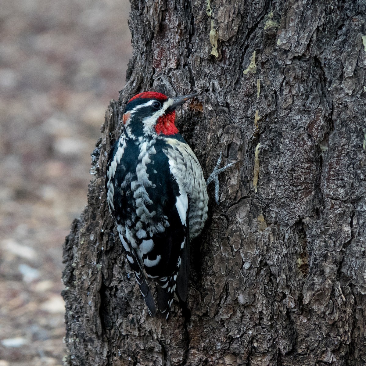 Red-naped Sapsucker - ML76090841