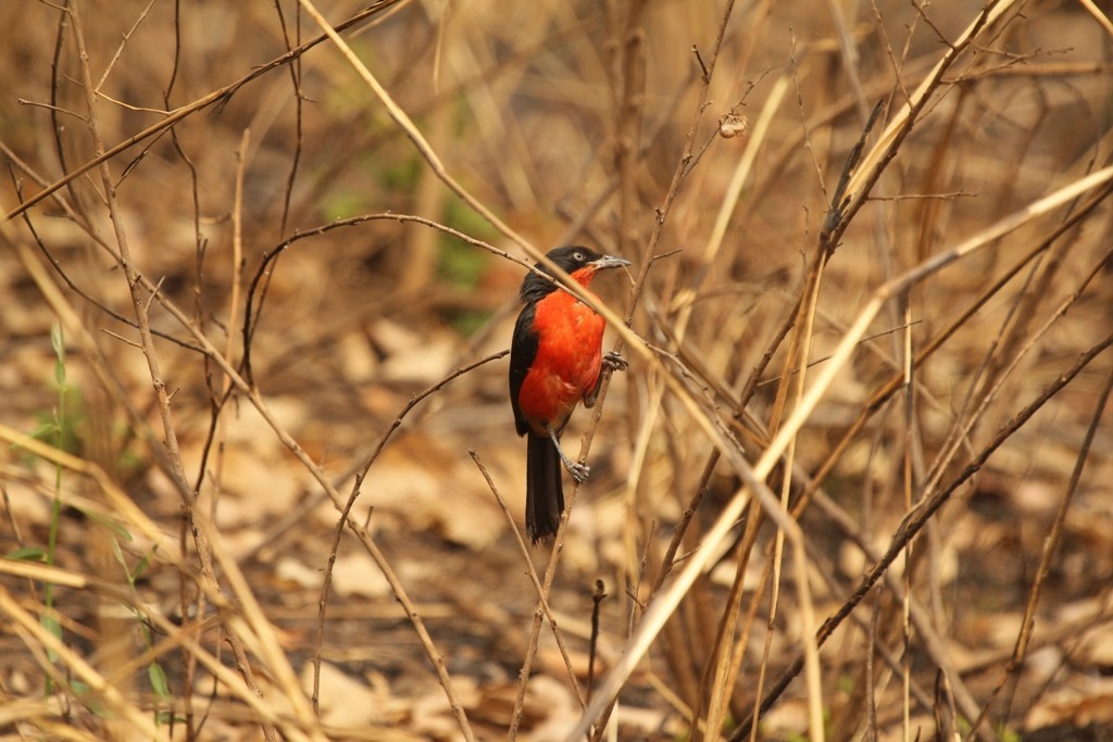 Black-headed Gonolek - Bassel Abi Jummaa