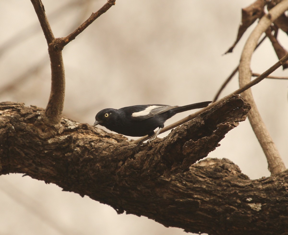 White-shouldered Black-Tit - eBird