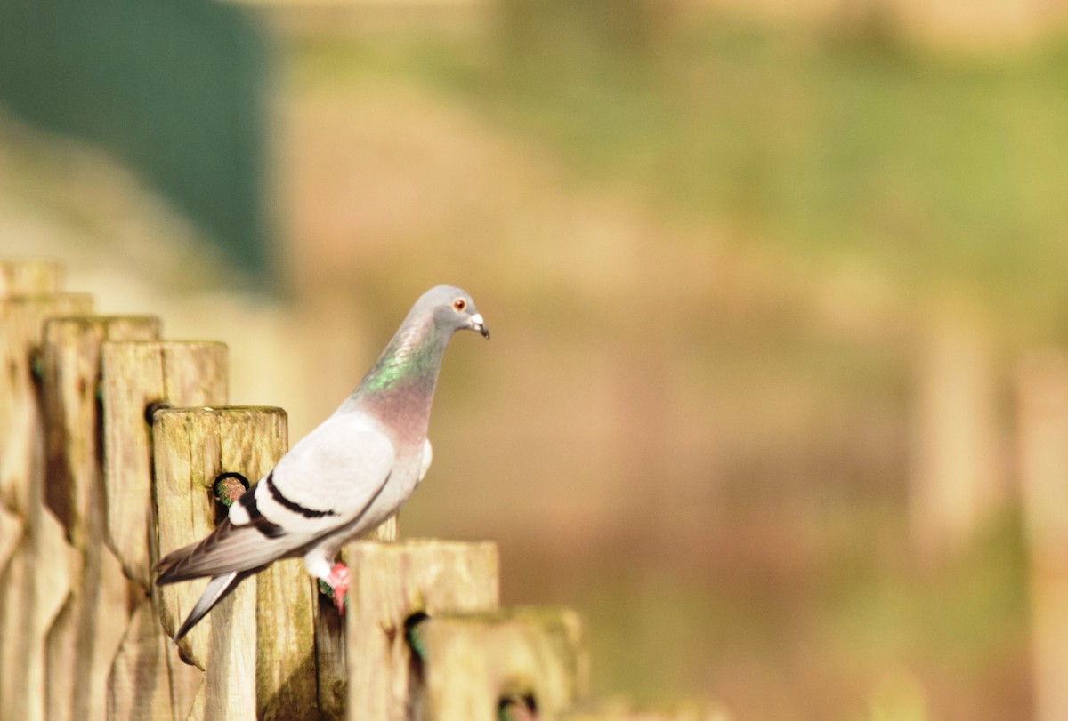 Rock Pigeon (Feral Pigeon) - Luís Santos