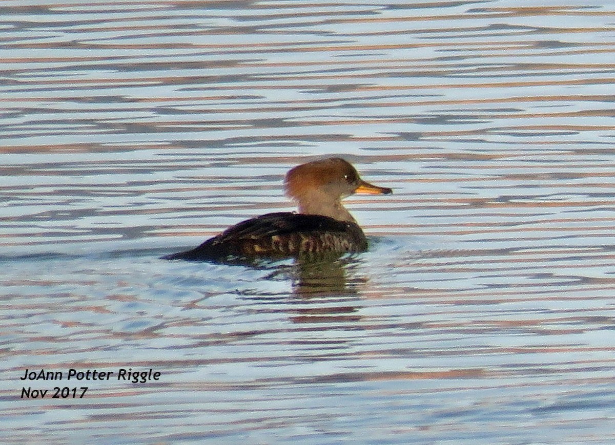 Hooded Merganser - JoAnn Potter Riggle 🦤