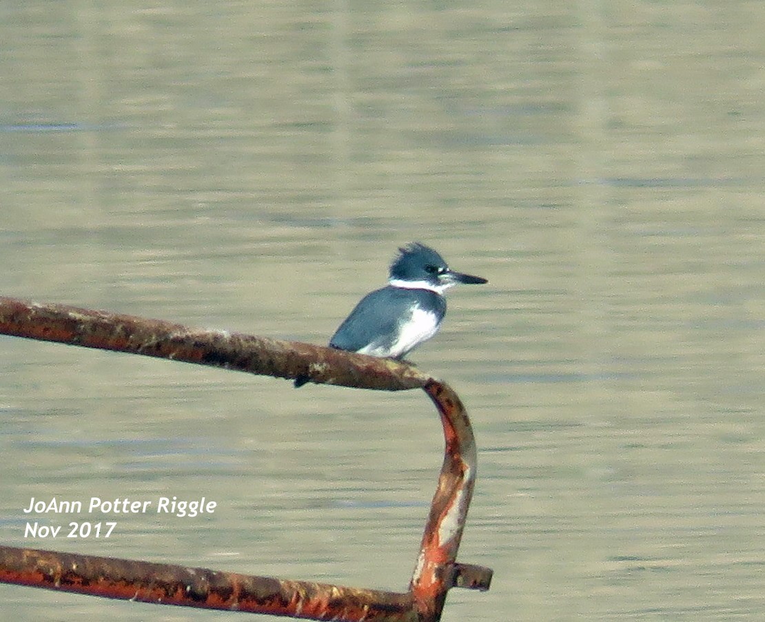 Belted Kingfisher - JoAnn Potter Riggle 🦤