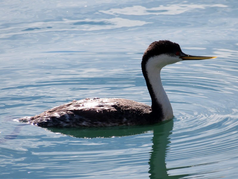 Western Grebe - ML76097071