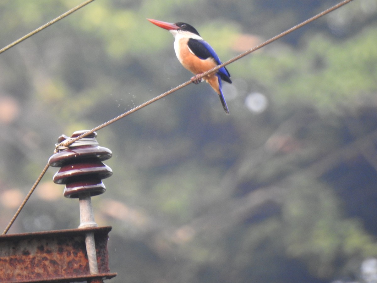 Black-capped Kingfisher - ML76097101