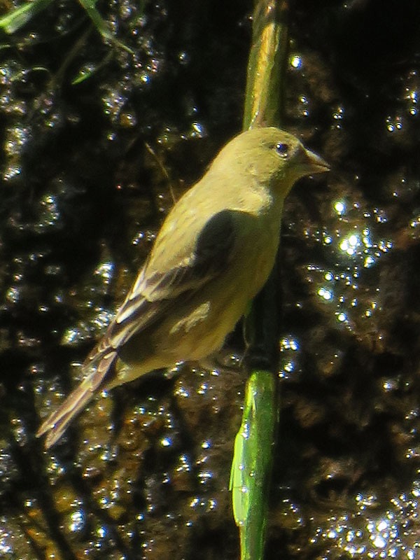 Lesser Goldfinch - ML76097951