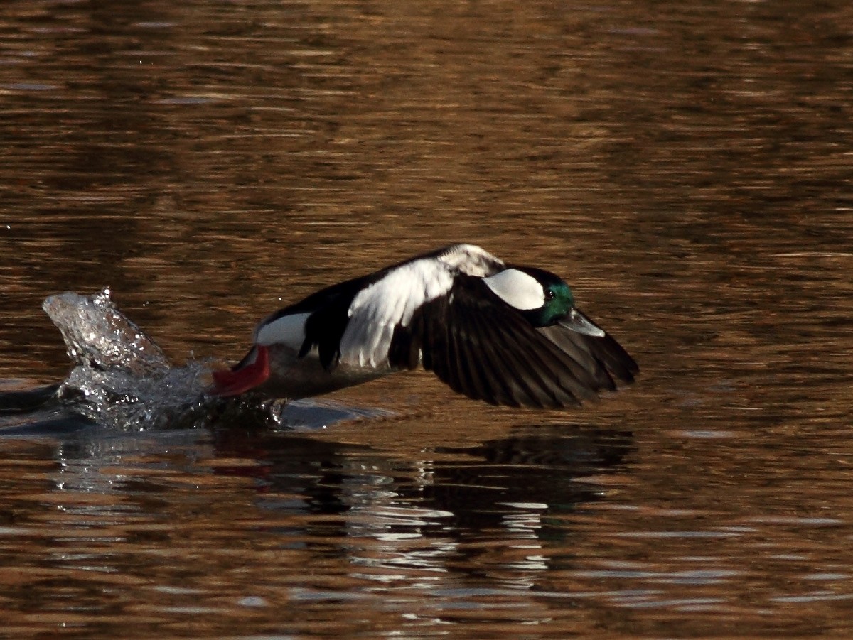 Bufflehead - ML76099561