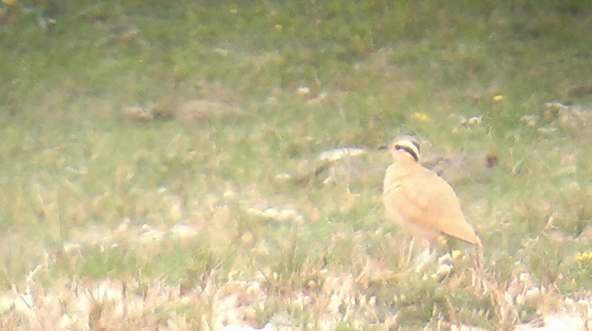 Cream-colored Courser - ML76100321