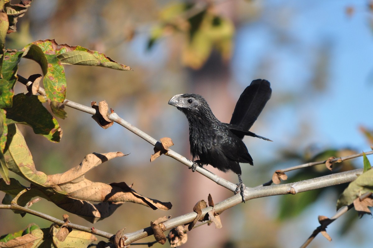Groove-billed Ani - Drew Beamer