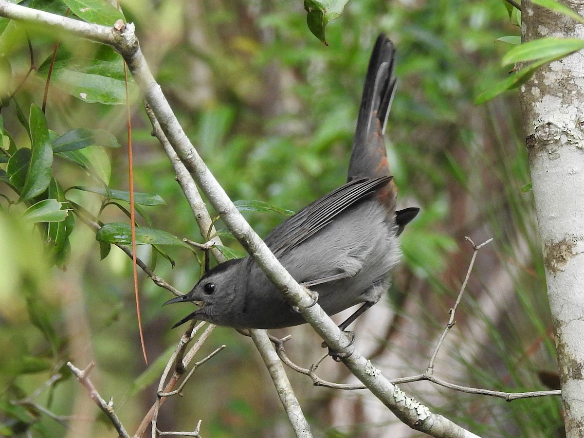 Pájaro Gato Gris - ML76103341