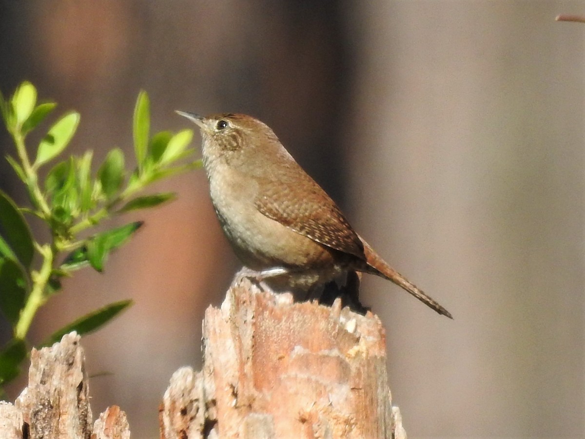 Northern House Wren - ML76103391