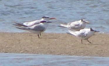 West African Crested Tern - ML76104601