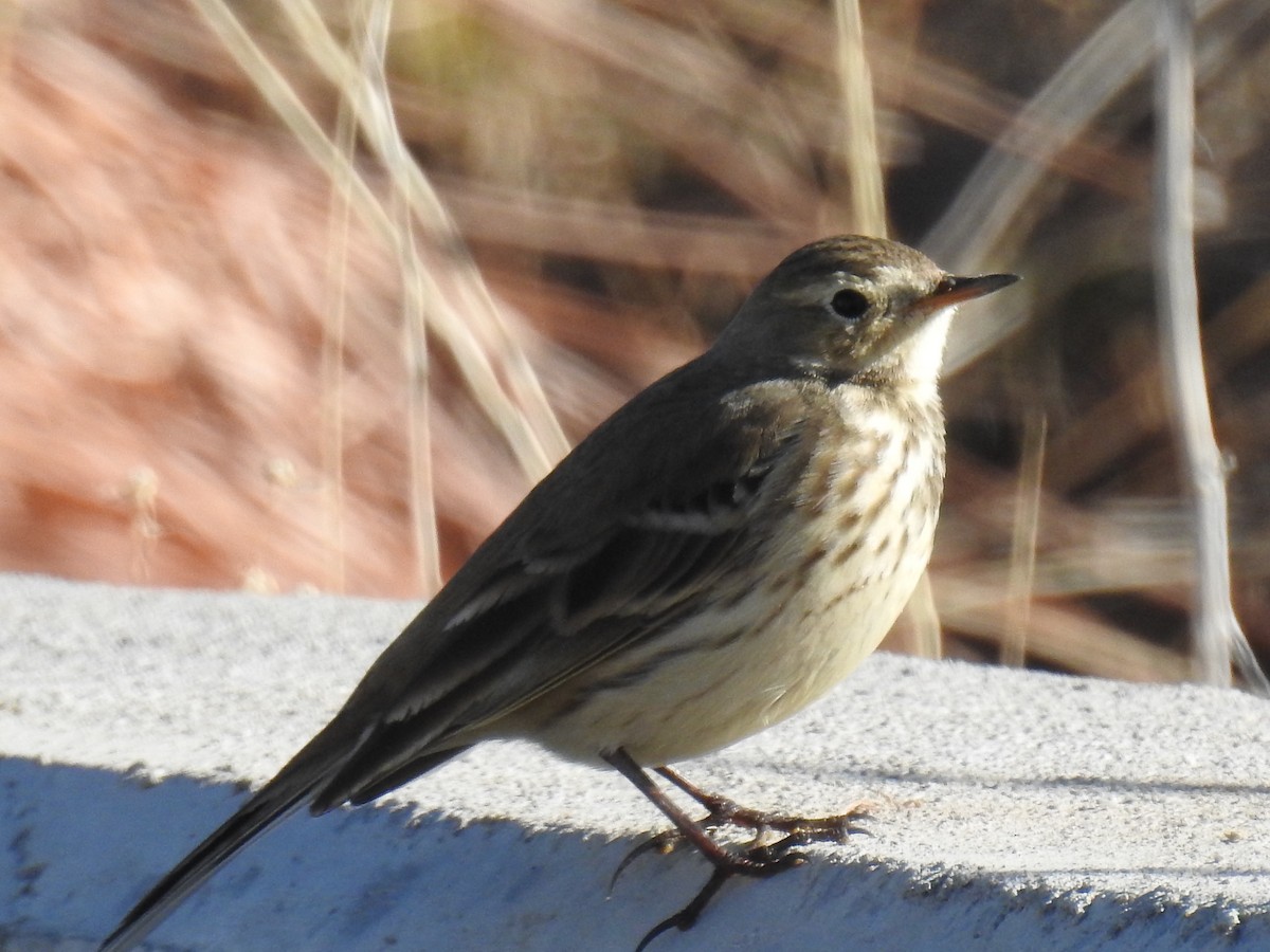American Pipit - ML76106081