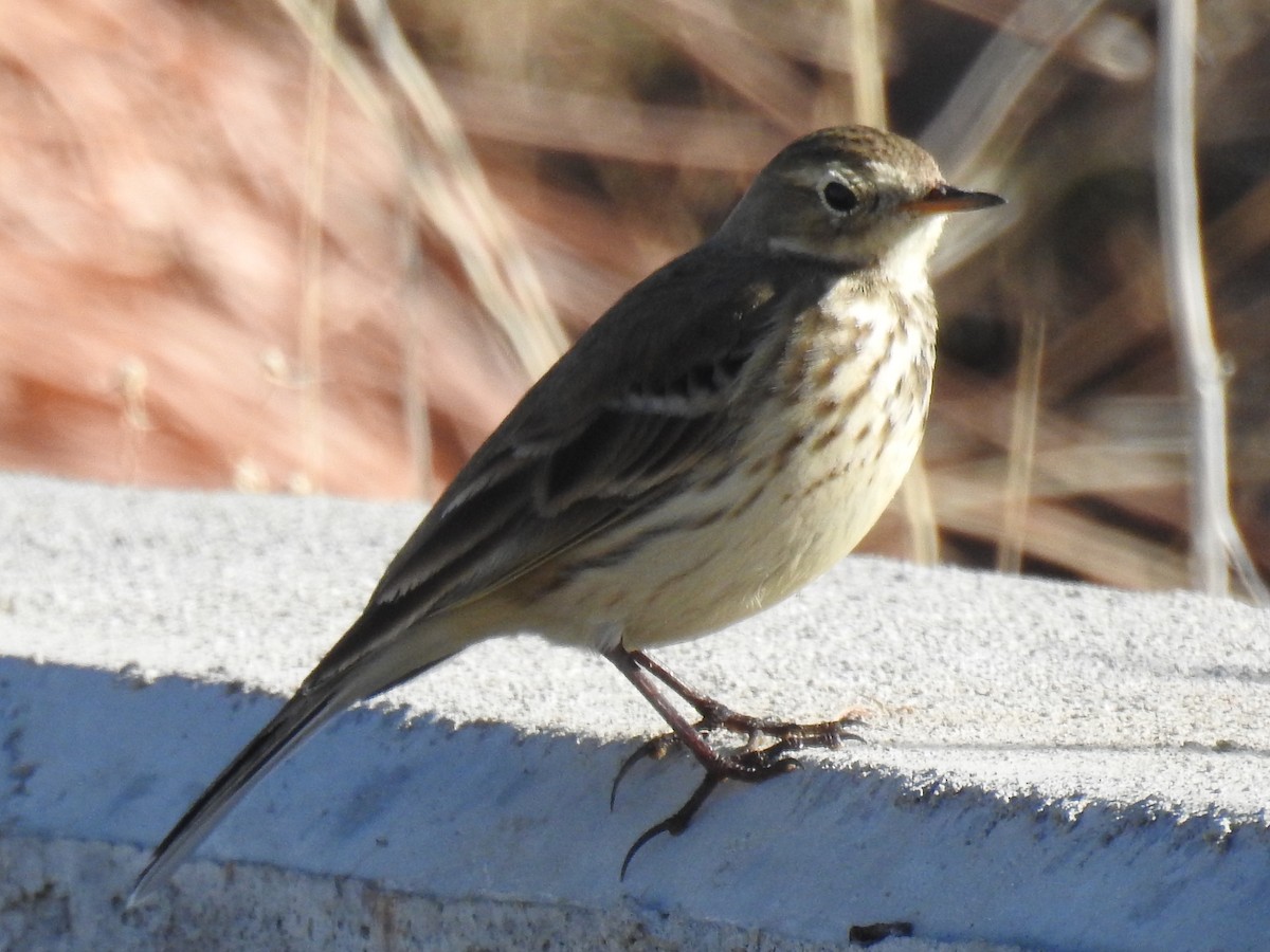 American Pipit - ML76106091