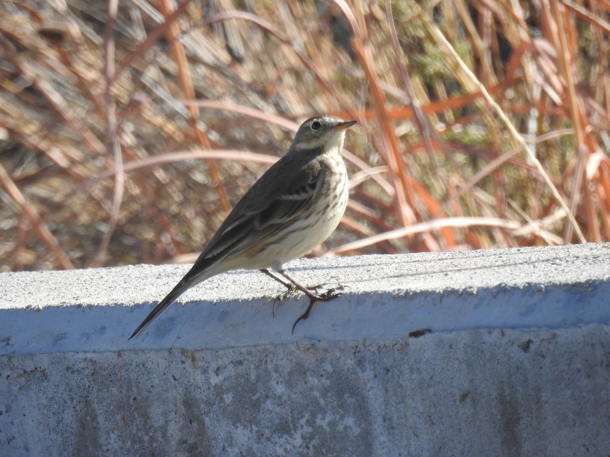 American Pipit - ML76106111