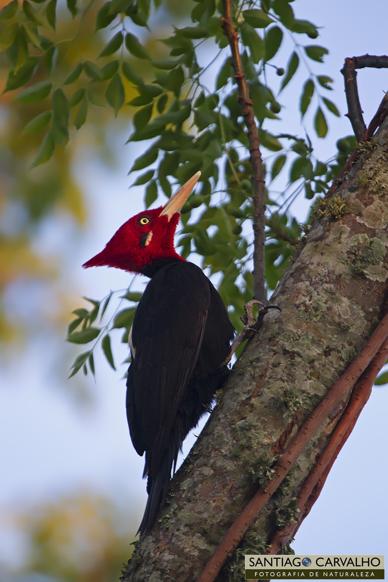 Cream-backed Woodpecker - ML76110131