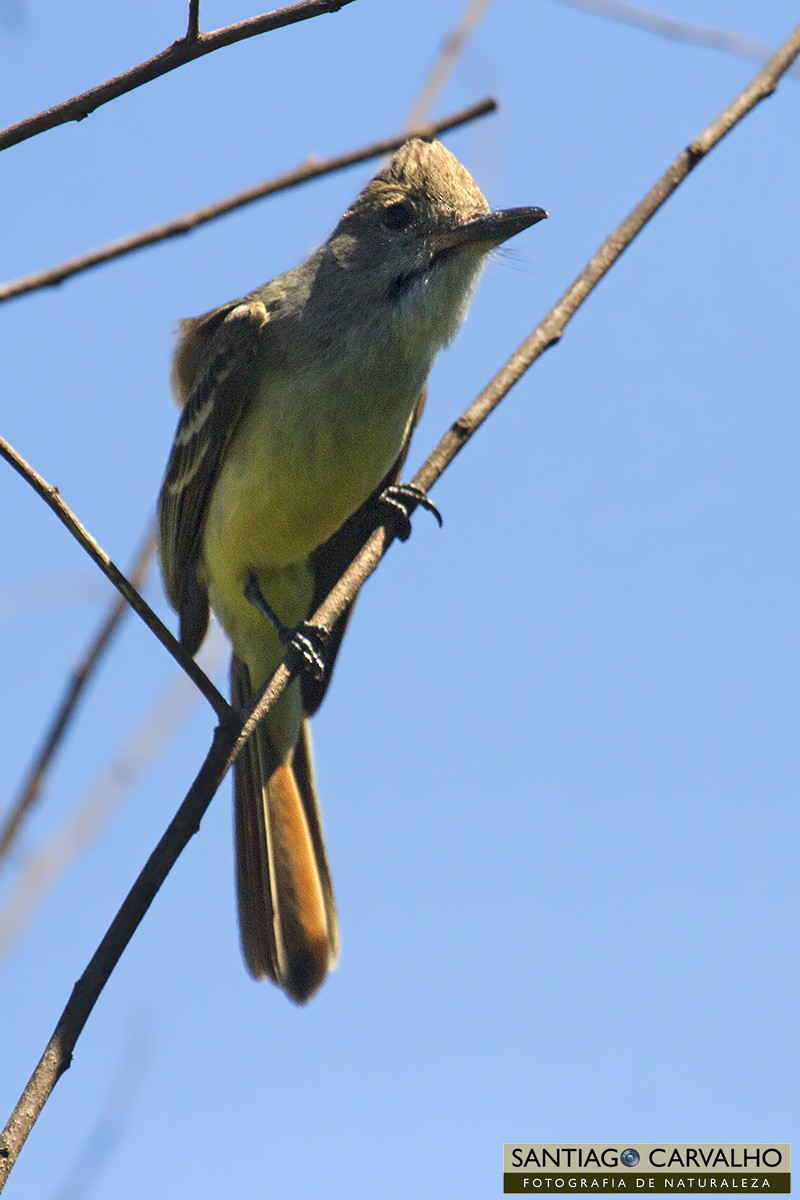 Brown-crested Flycatcher - ML76110461