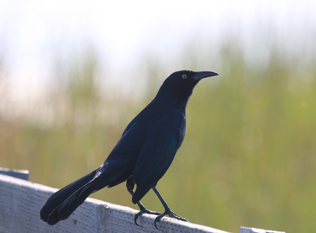 Great-tailed Grackle - Pair of Wing-Nuts