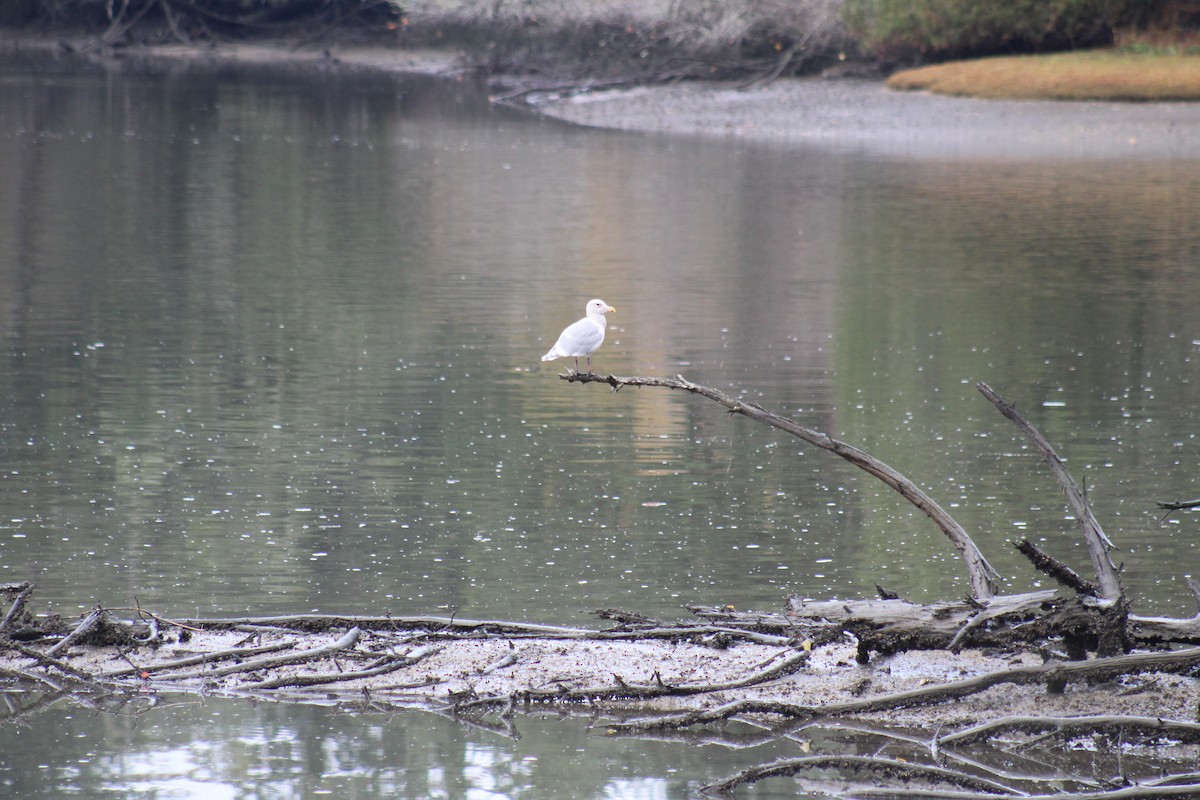 Glaucous-winged Gull - ML76114851