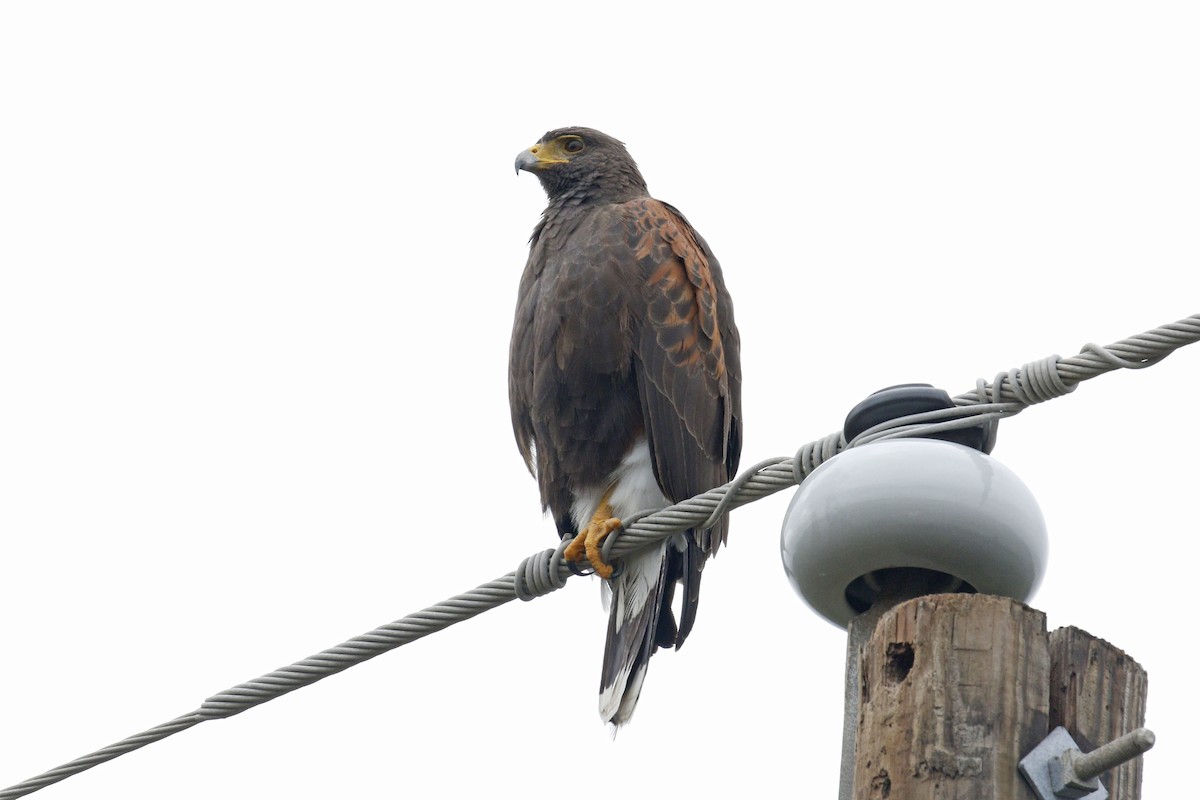Harris's Hawk - ML76115281