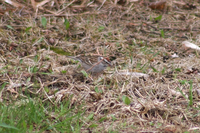 Chipping x Clay-colored Sparrow (hybrid) - ML76115451