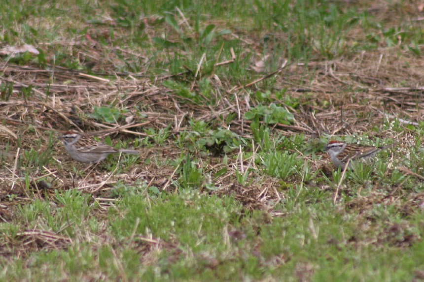 Chipping x Clay-colored Sparrow (hybrid) - ML76115471