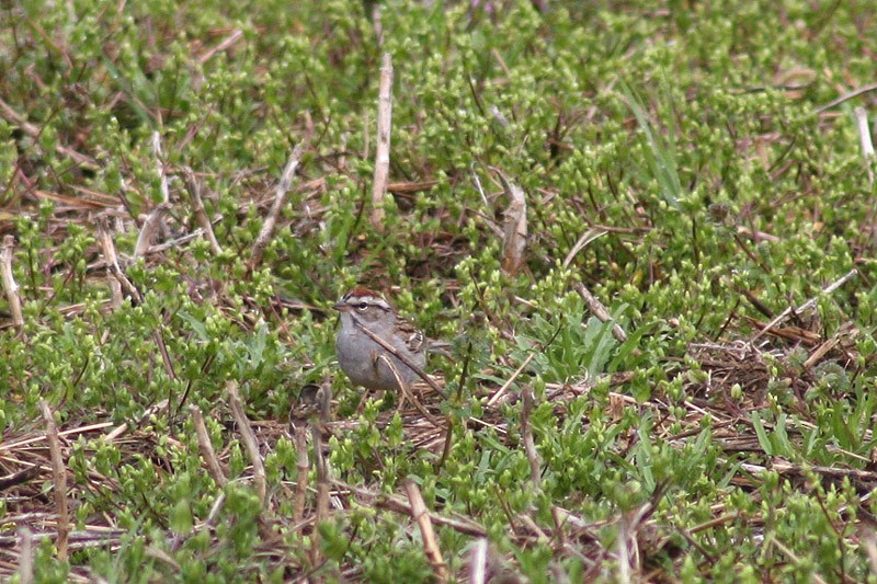 Chipping x Clay-colored Sparrow (hybrid) - ML76115481