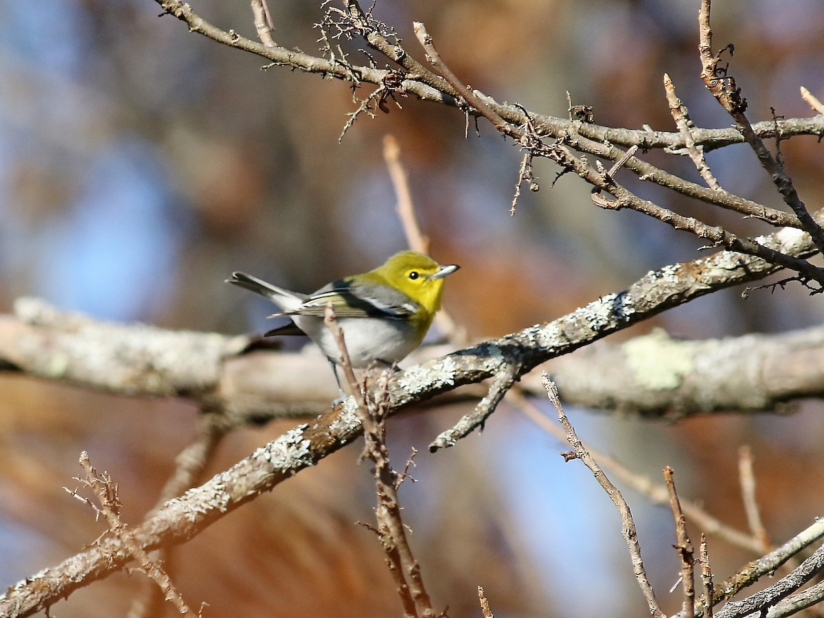 Yellow-throated Vireo - Stephen Mirick