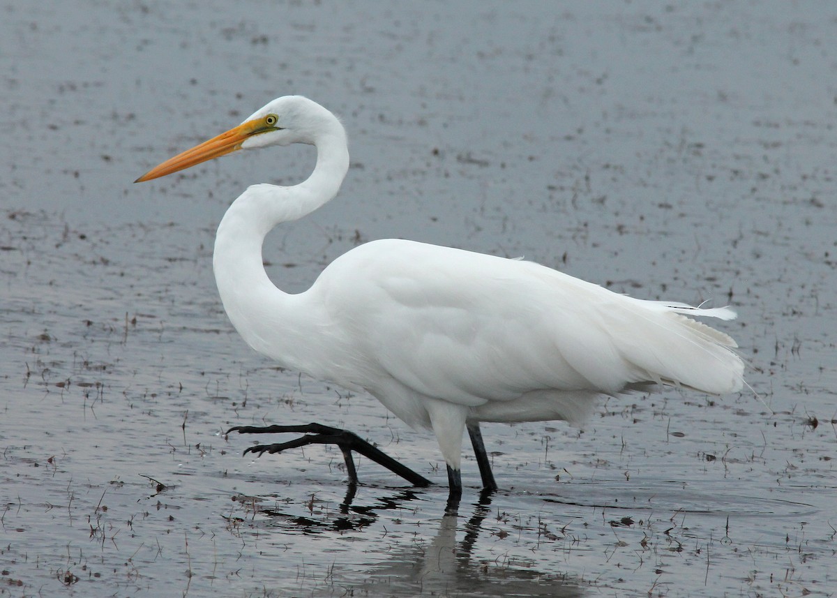 Great Egret - Mary Keim