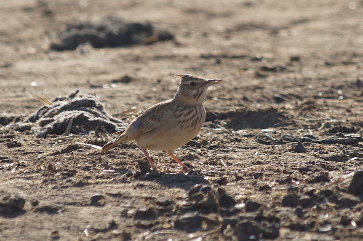 Crested Lark (Maghreb) - Rui Caratão