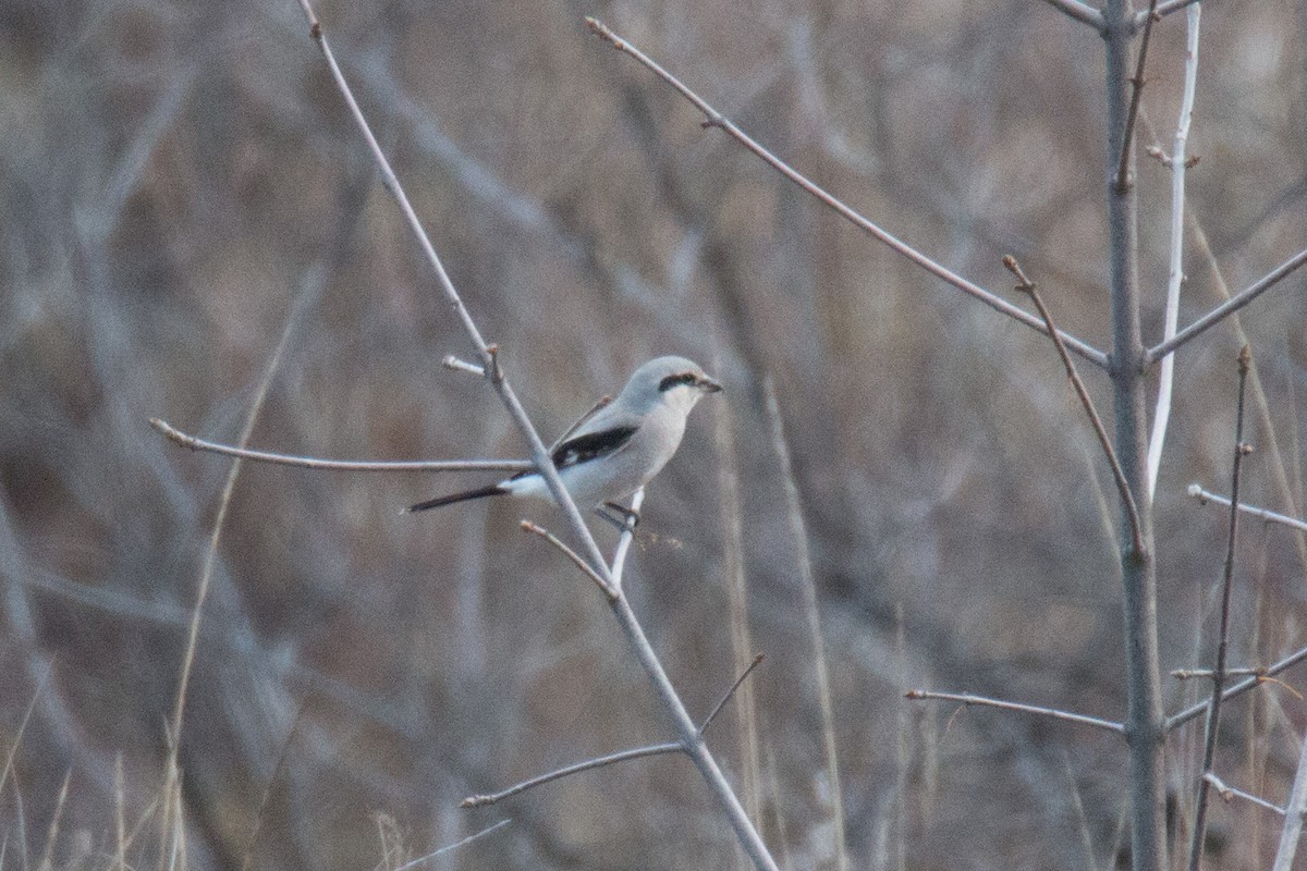 Northern Shrike - ML76121441