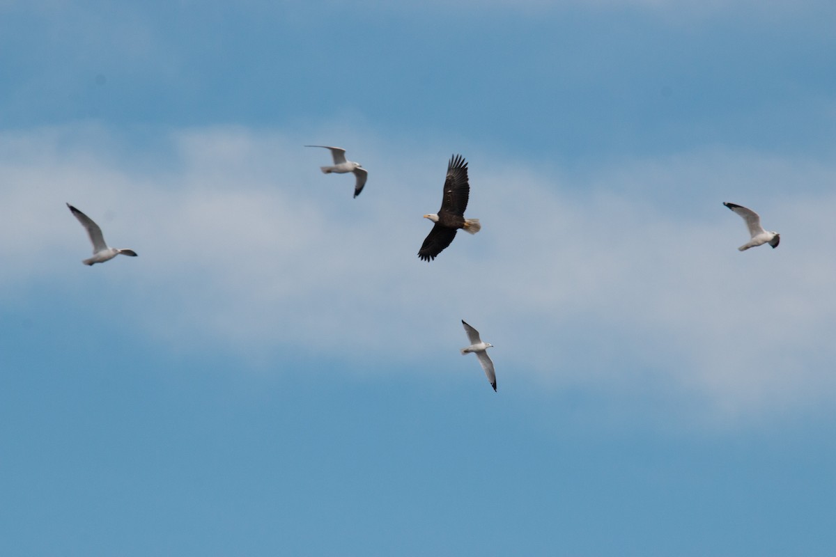 Bald Eagle - ML76121571
