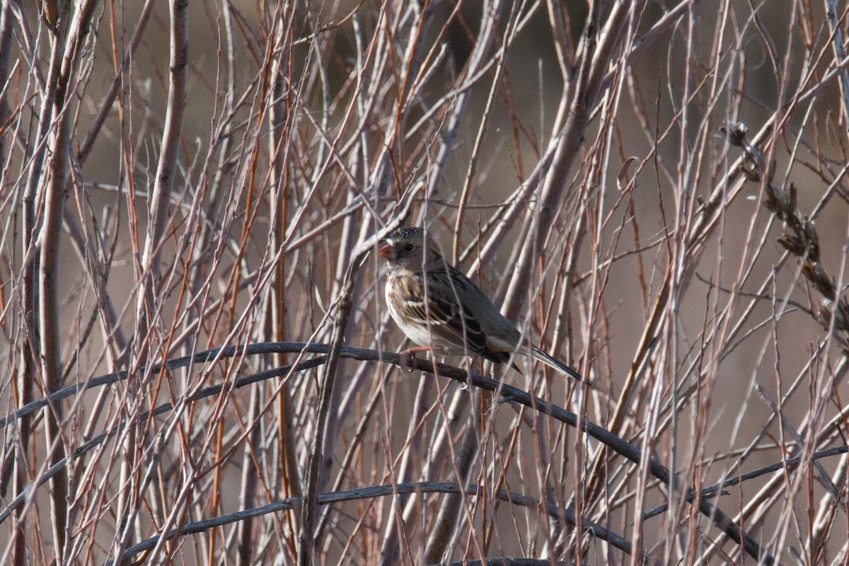 Harris's Sparrow - ML76121611
