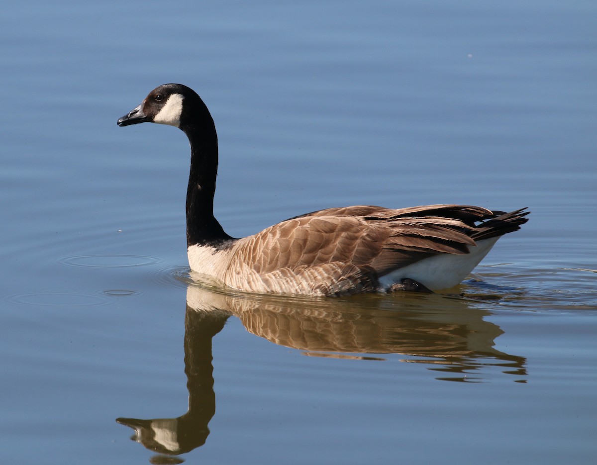 Canada Goose - Pair of Wing-Nuts