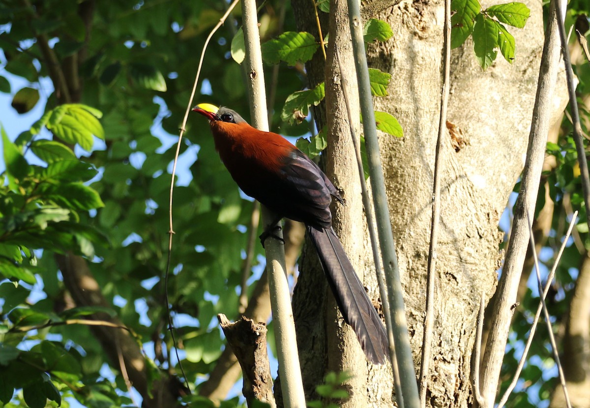 Yellow-billed Malkoha - Kathleen Keef