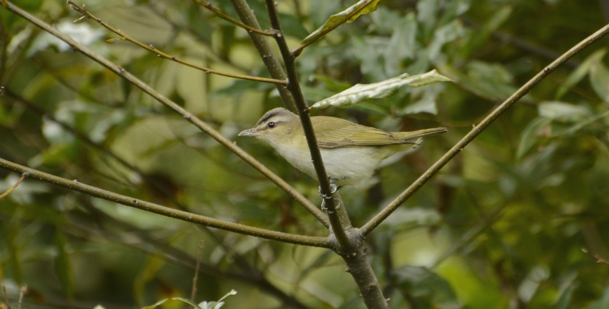 Red-eyed Vireo - ML76123151