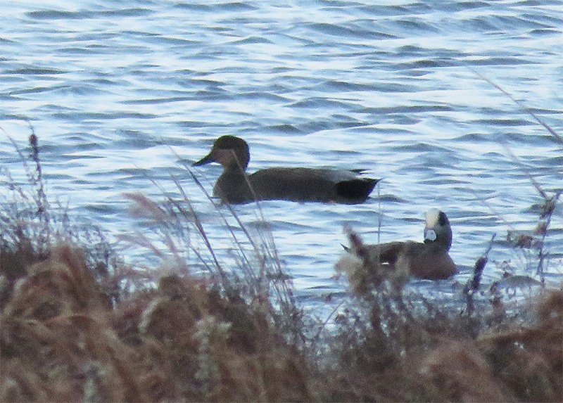 Gadwall - ML76125041