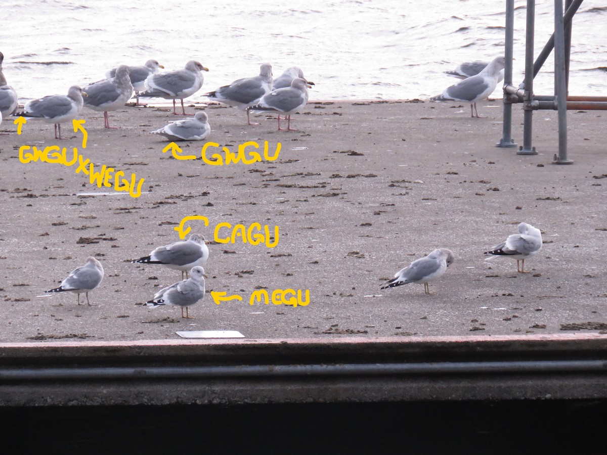 Western x Glaucous-winged Gull (hybrid) - ML76126121