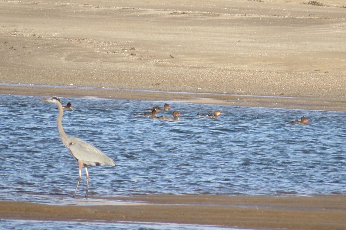 Great Blue Heron - ML76126351