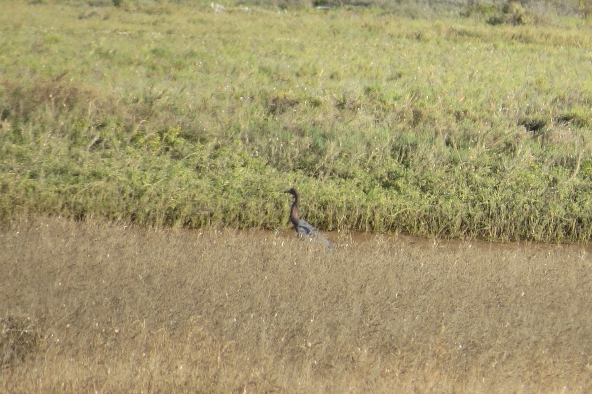 Reddish Egret - ML76126511