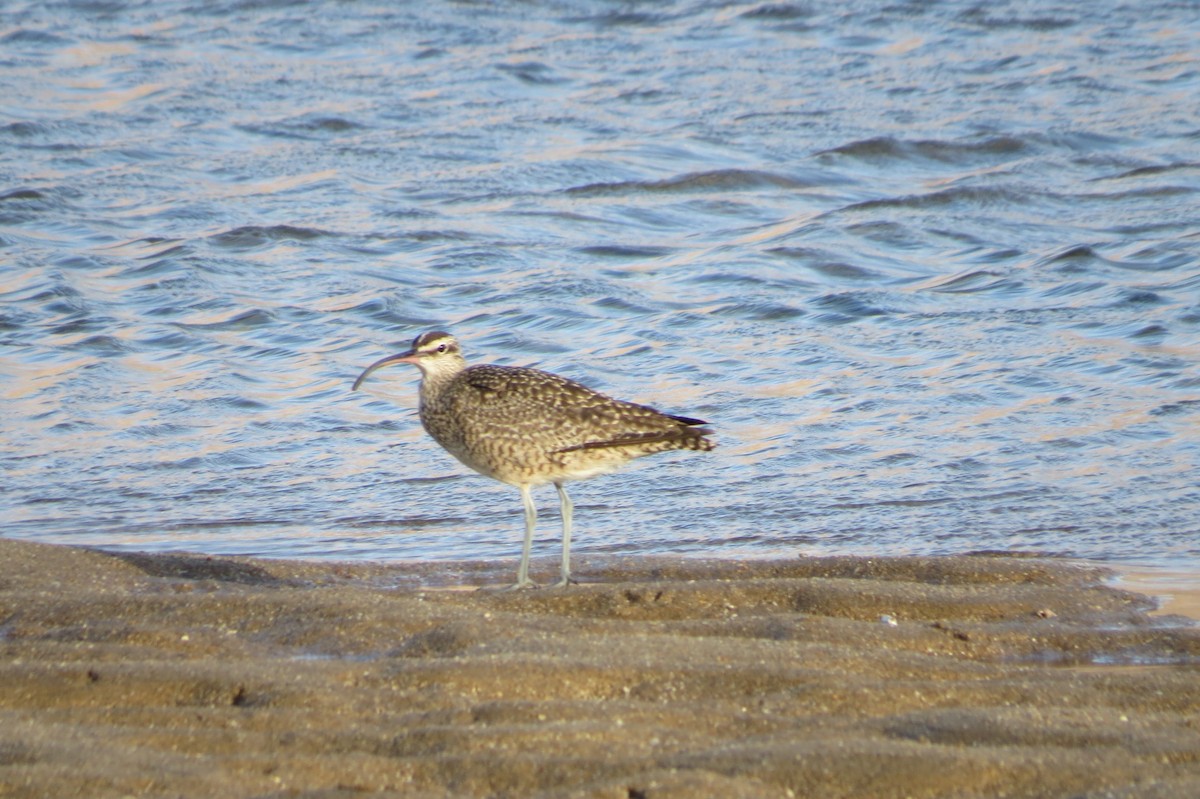 Whimbrel - ML76126961