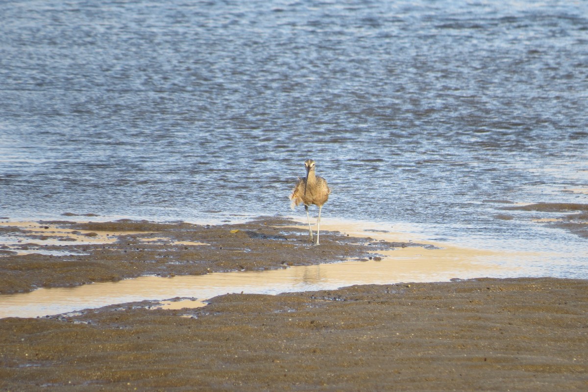 Long-billed Curlew - ML76127151